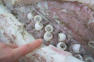 Illustration for article titled 13-foot-long giant squid washes up on New Zealand beach